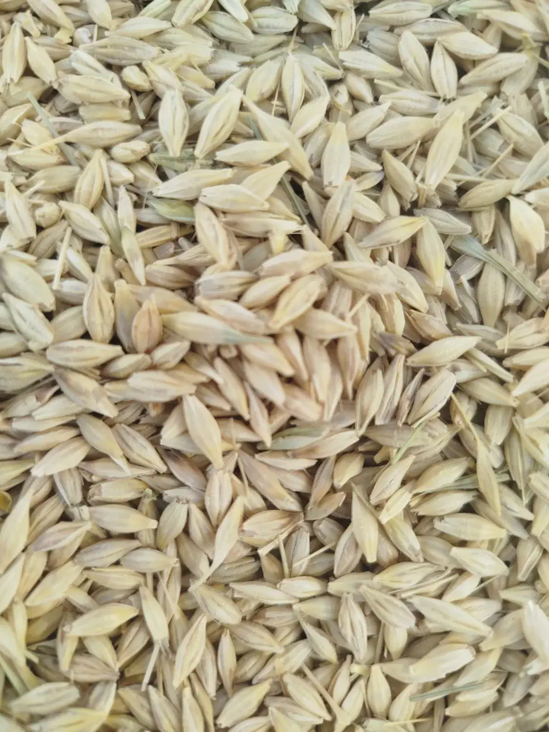 جو آبی شش پر ارمغان اصلاح شده پایه بلند|گل و گیاه طبیعی|بروجرد, |دیوار