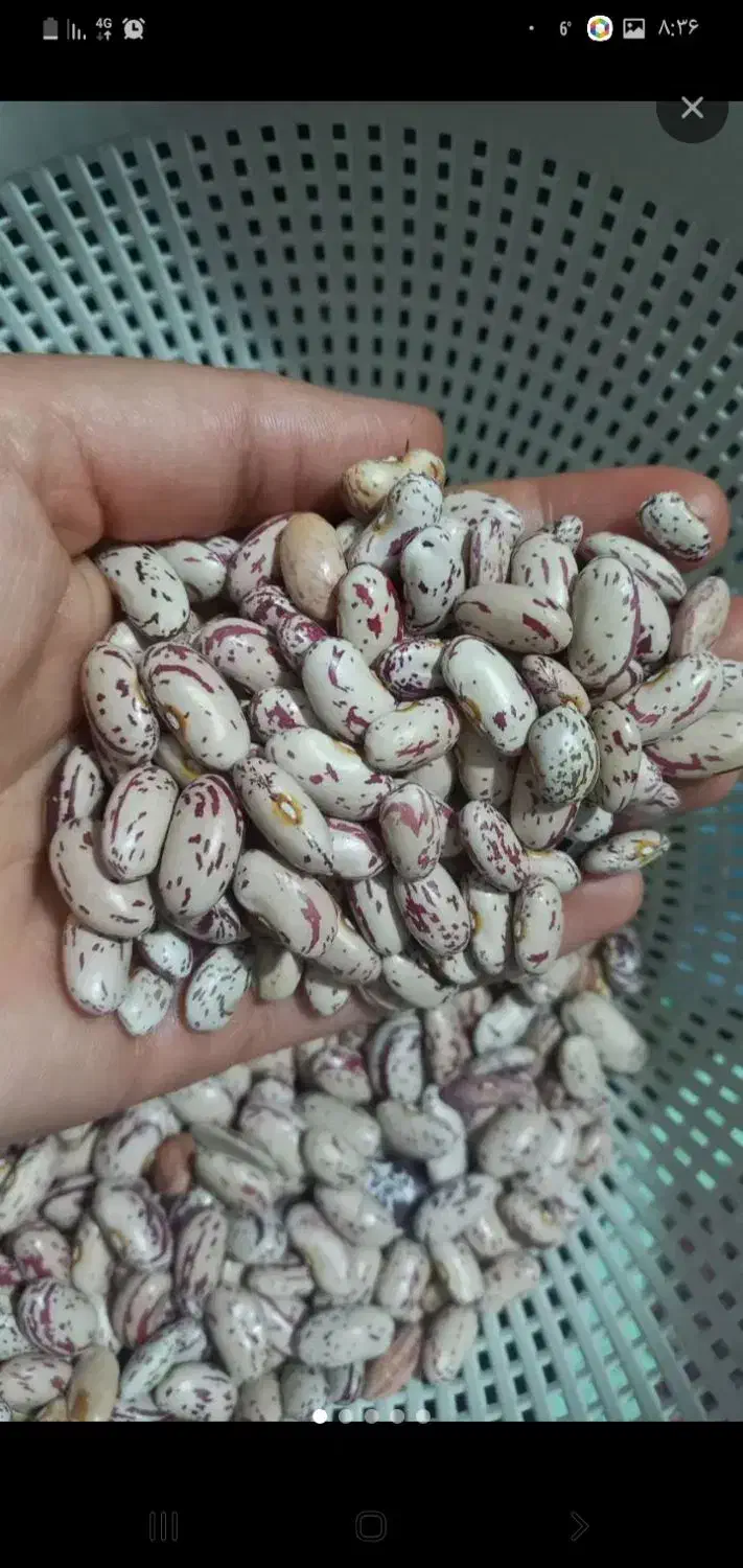 لوبیا چیتی اعلا|عمده‌فروشی|اسفراین, |دیوار