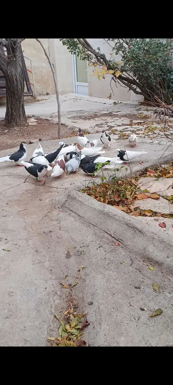 کبوتر رنگی|پرنده|کوهین, |دیوار