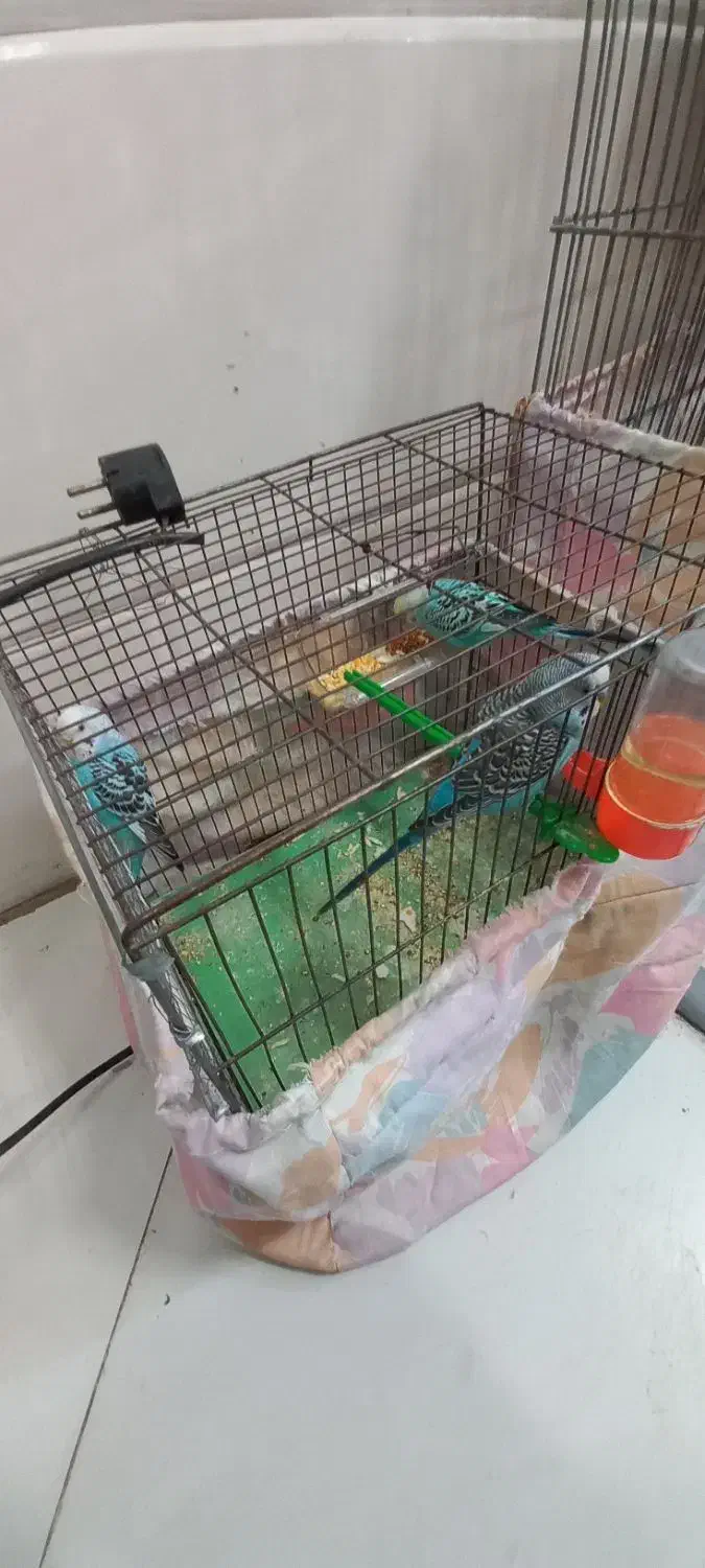 مرغ عشق|پرنده|رباطکریم, الارد|دیوار