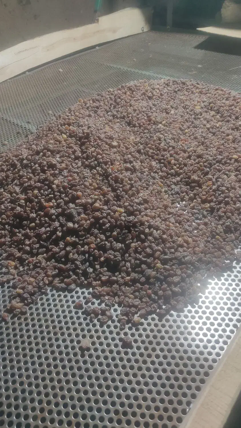 کشمش سبز و افتابی|خوردنی و آشامیدنی|قره چای, |دیوار