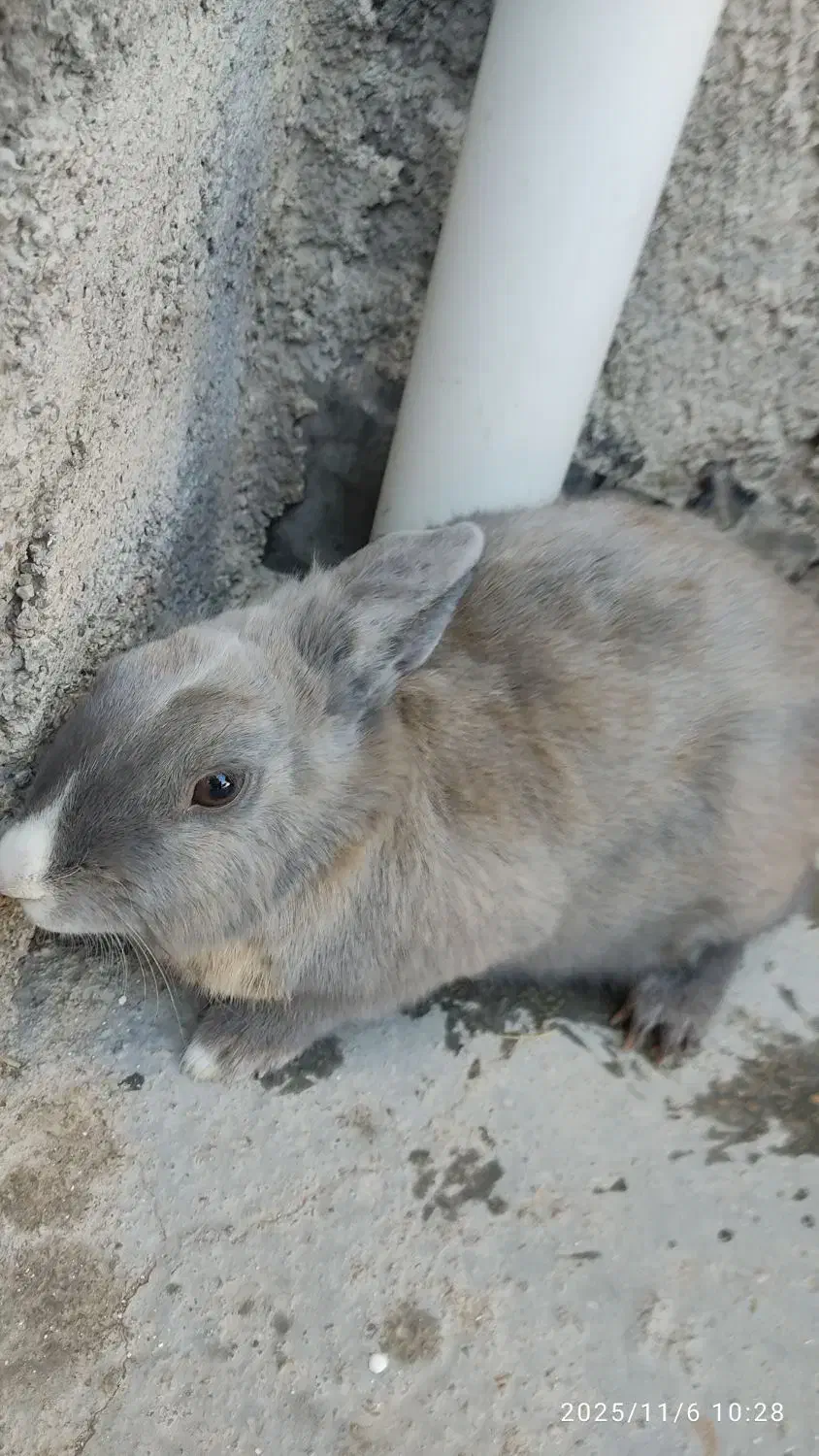 خرگوش ماده بالغ|موش و خرگوش|قوچان, |دیوار