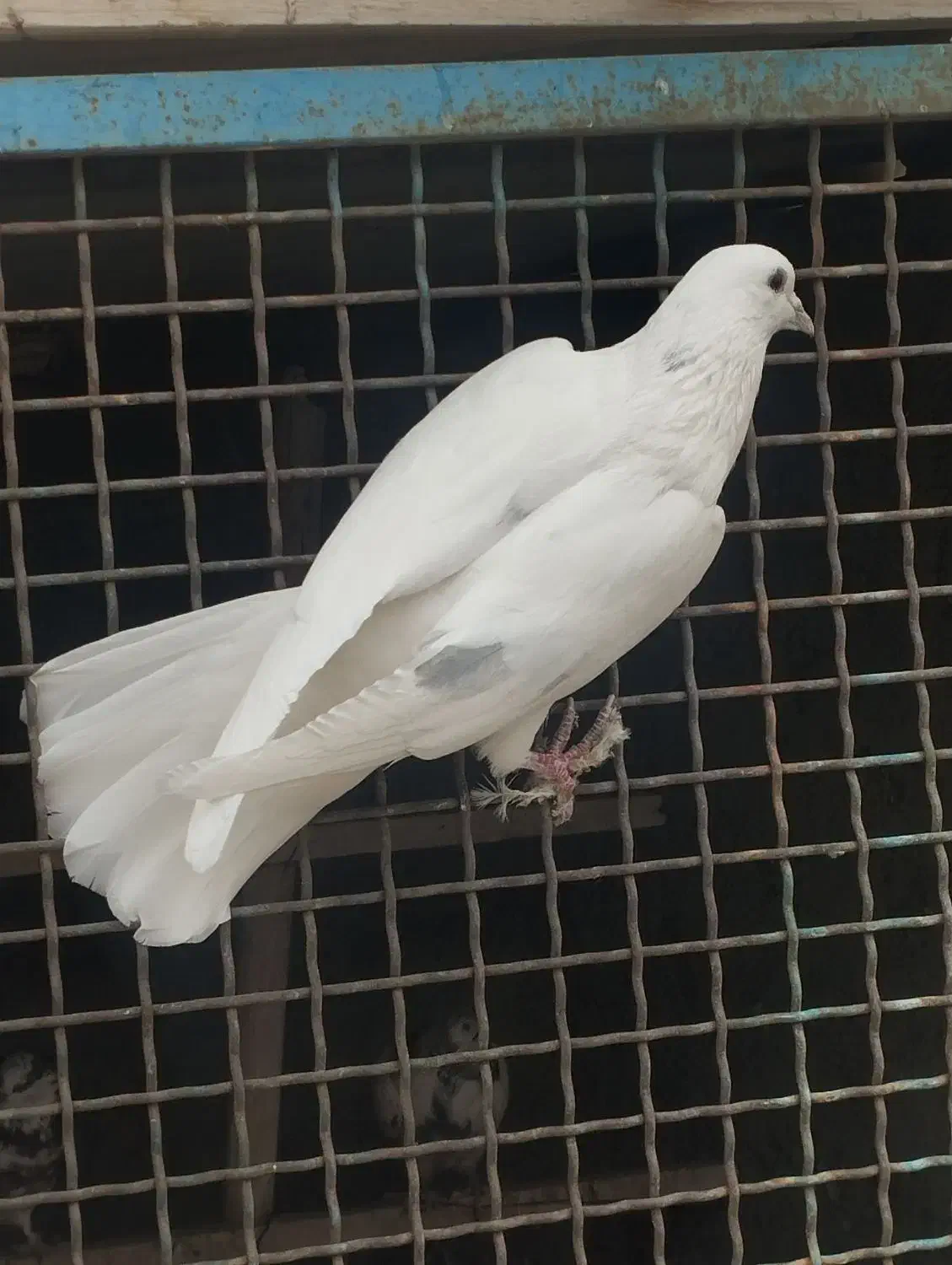 کبوتر پرشی|پرنده|معصومیه, |دیوار