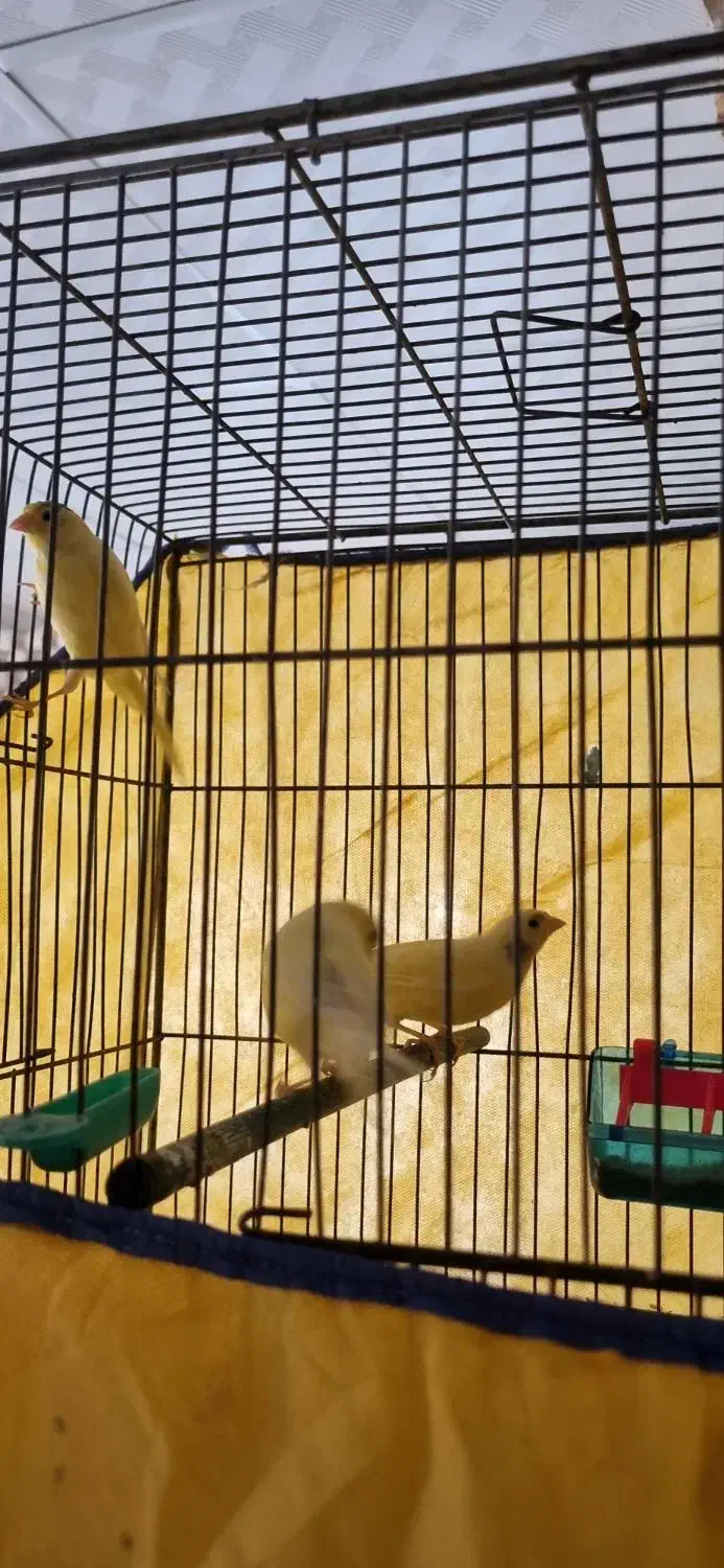 قناری درجه یک و خانگی بی نظیر و سالم و سرحال|پرنده|بروجرد, |دیوار