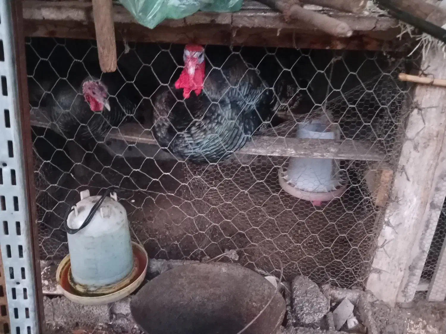 فروش بوقلمون بیوتی و برنز و مرغ|حیوانات مزرعه|کیاشهر, |دیوار