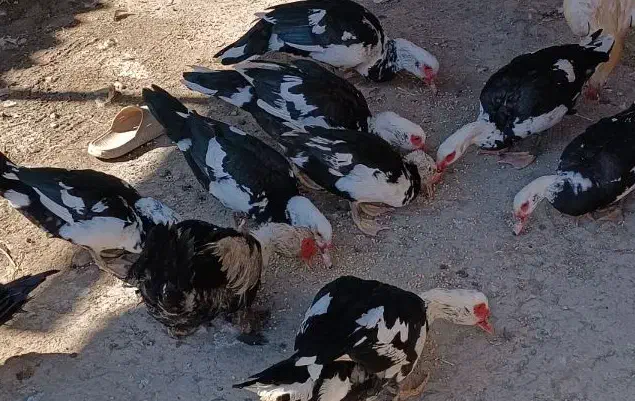 سلام اردک خارجی سرحال وسالم تمیز اورگانیک|حیوانات مزرعه|مینودشت, |دیوار