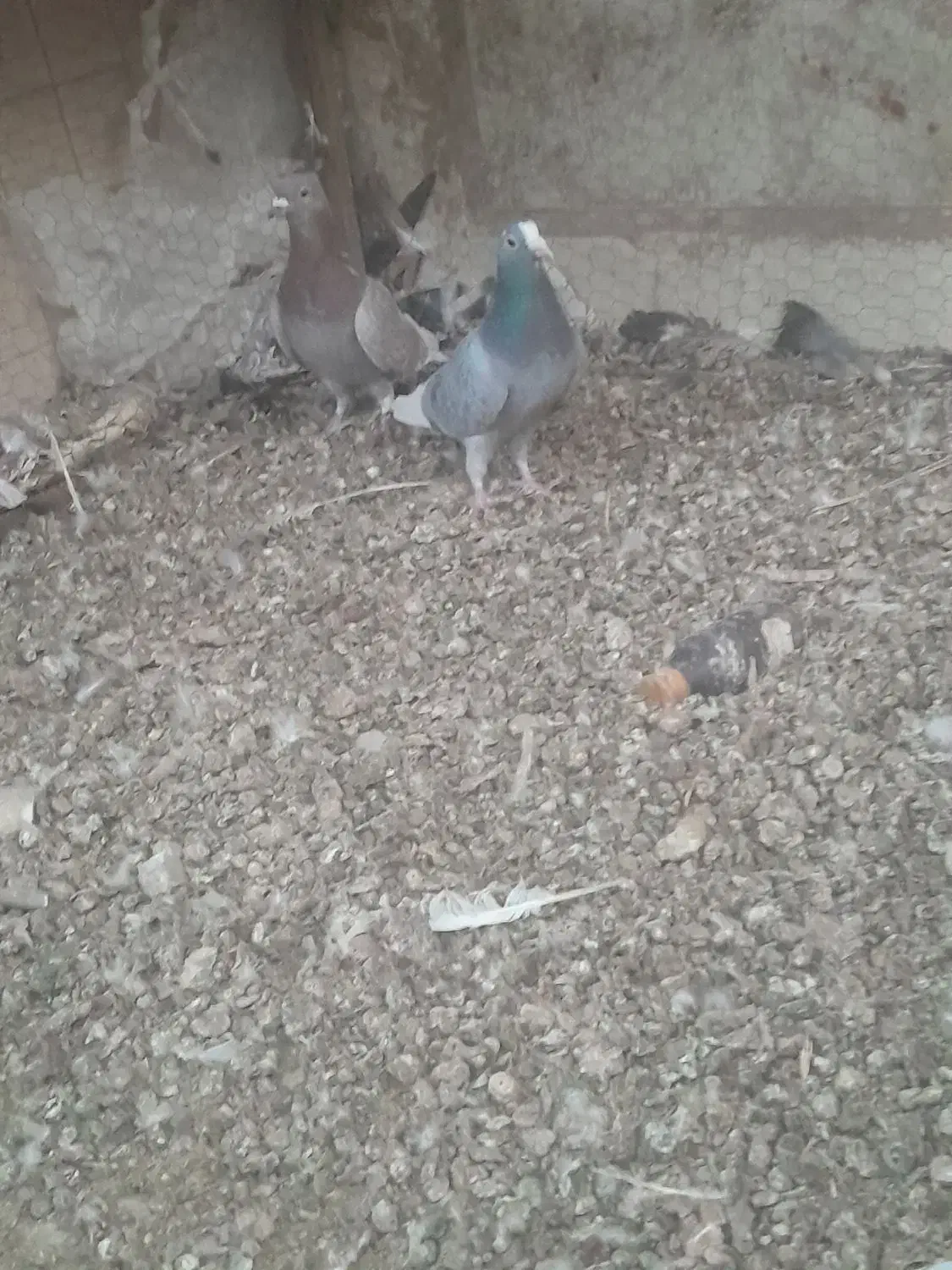 دوده ای پلنگ|پرنده|کرمان, |دیوار