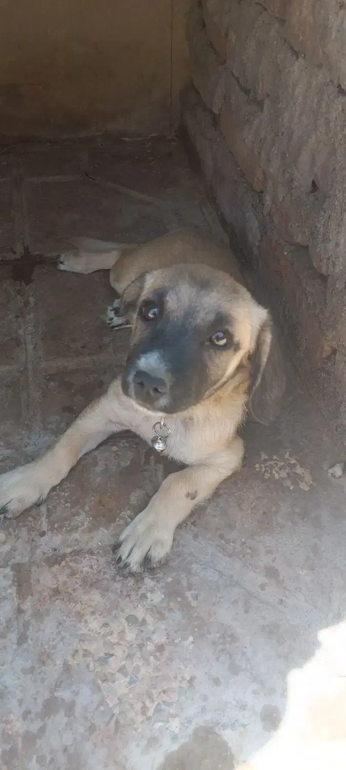 سگ شیواوا|سگ|بم, |دیوار