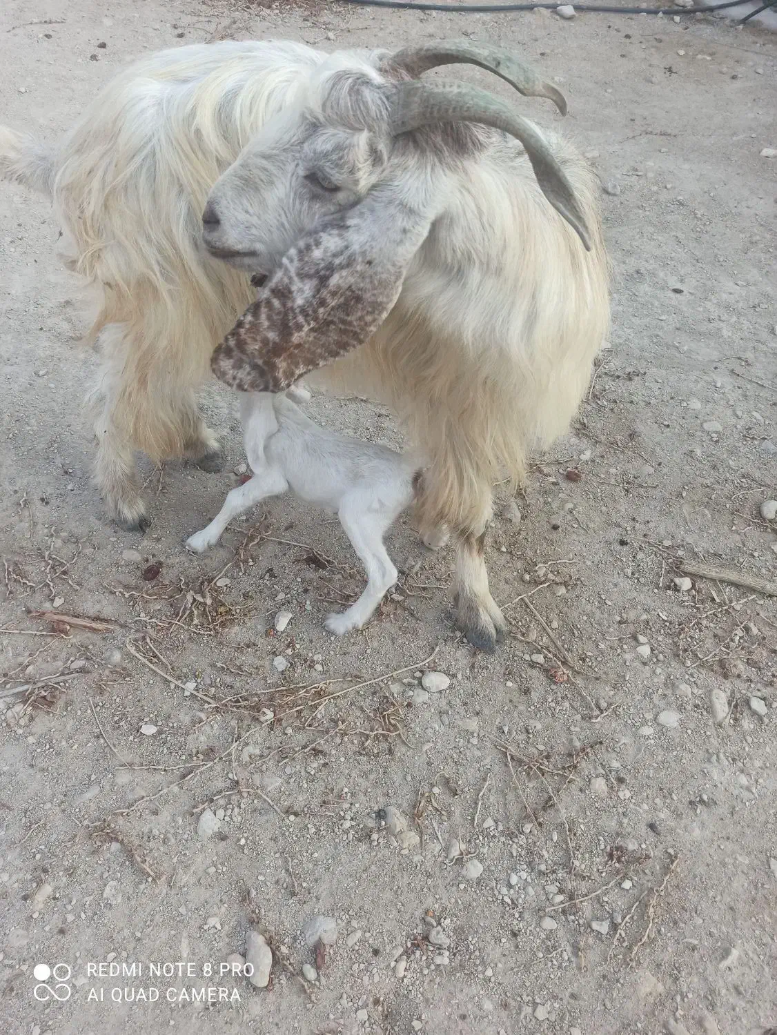 بز دوقلو زا|حیوانات مزرعه|خورموج, |دیوار