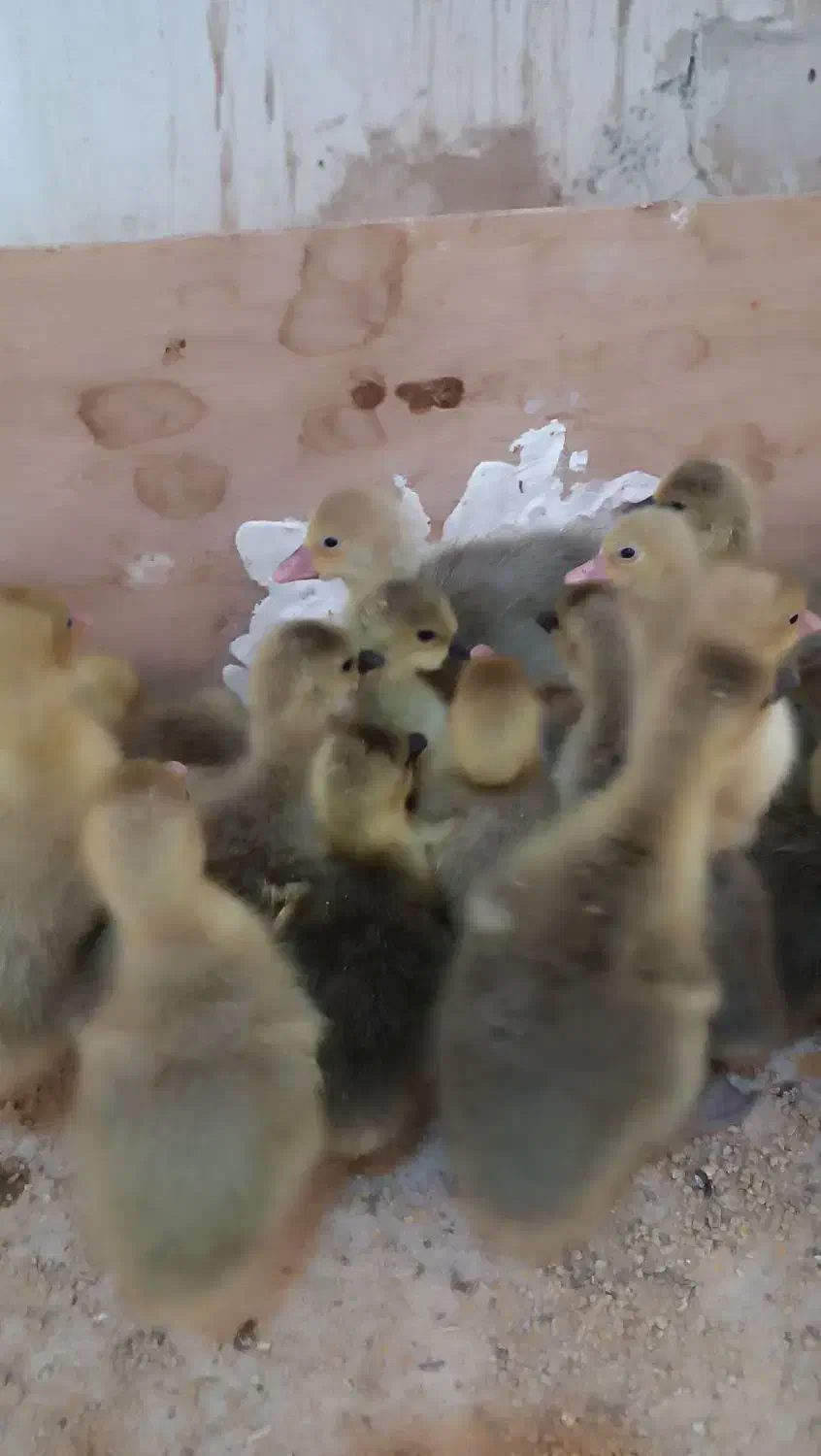 غاز اردک جوجه|حیوانات مزرعه|تربت‌حیدریه, ترمینال|دیوار