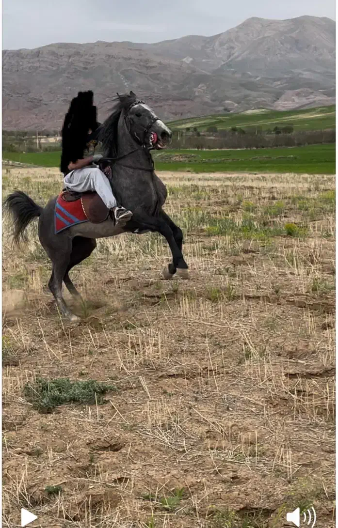 اسب اصیل کرد|اسب و تجهیزات اسب‌سواری|آوج, |دیوار