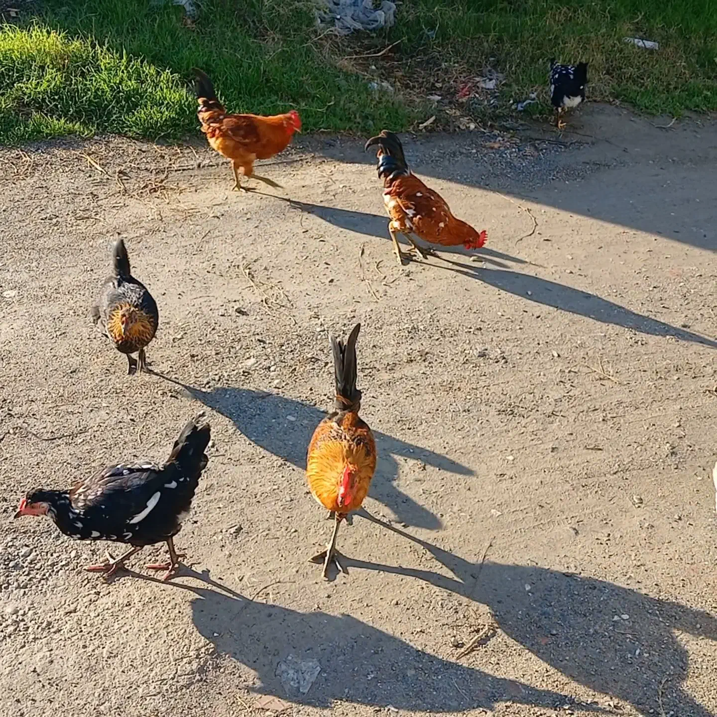 مرغ و خروس جوجه تخم مرغ گلین|حیوانات مزرعه|کردکوی, |دیوار