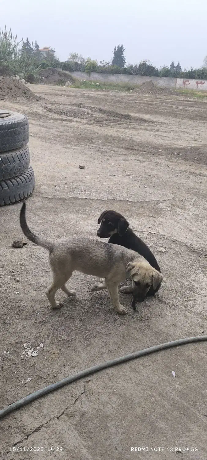 واگذاری رایگان|سگ|بابل, |دیوار