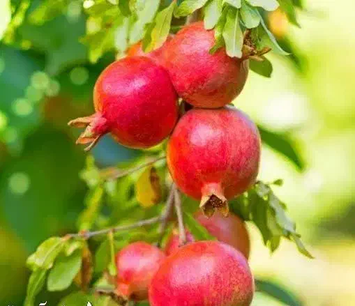پیش فروش نهال انار خزربردکسن لیبل دار|خدمات باغبانی و درختکاری|باینگان, |دیوار