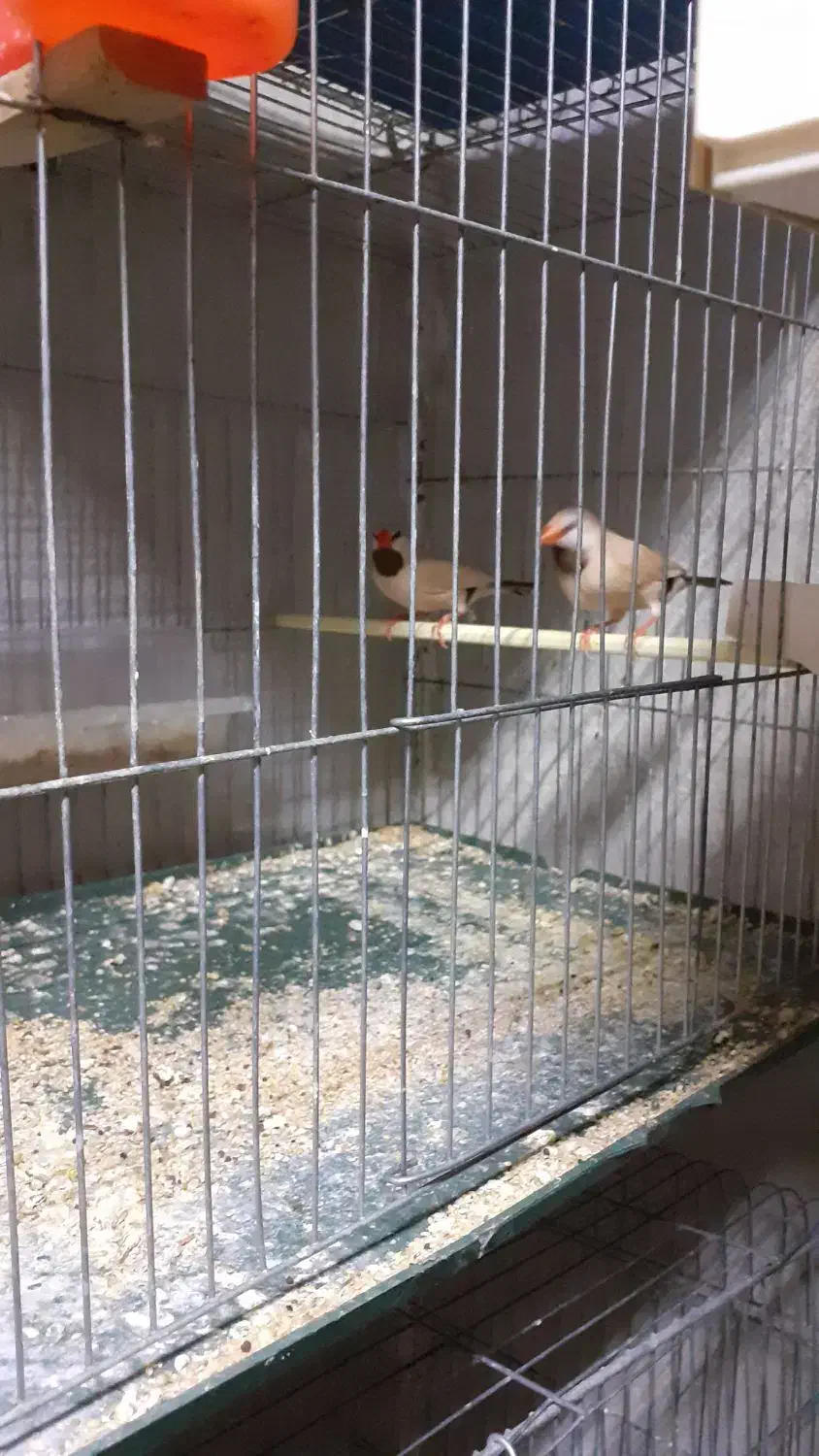 فنچ .کرواتی نرگسی .بنگالی|پرنده|قزوین, |دیوار