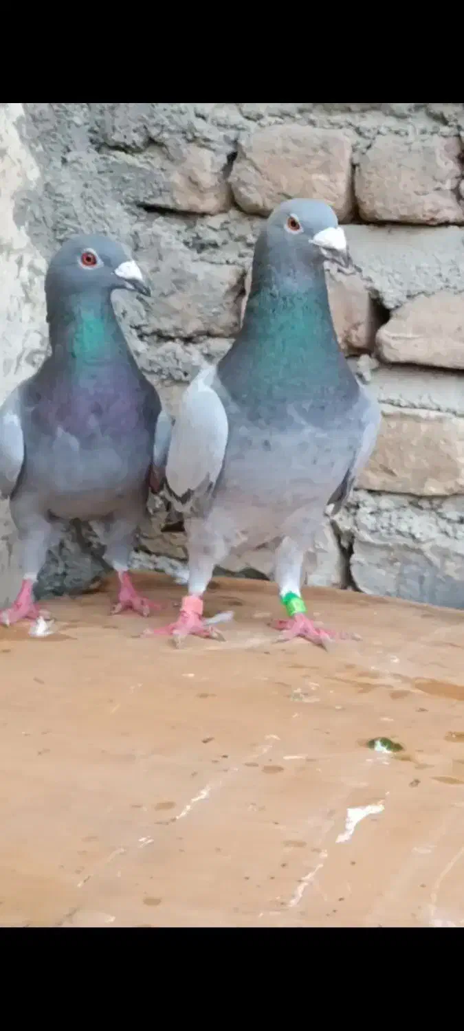 کبوتر|پرنده|گرگان, |دیوار