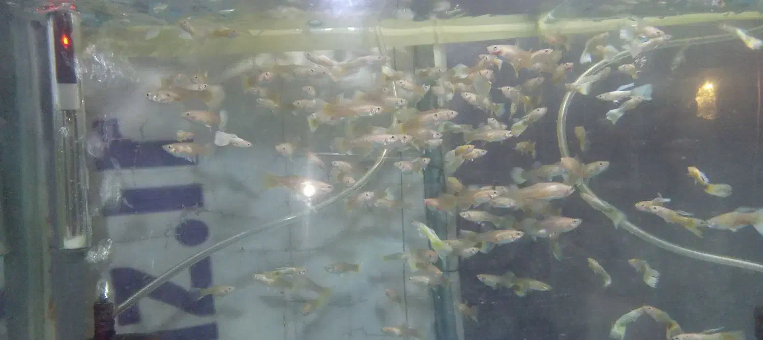 فروش ماهی گوپی وانجل|ماهی|شیراز, جمال آباد|دیوار