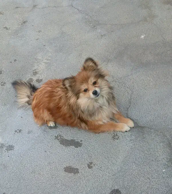 پامرروباهی|سگ|نقده, |دیوار