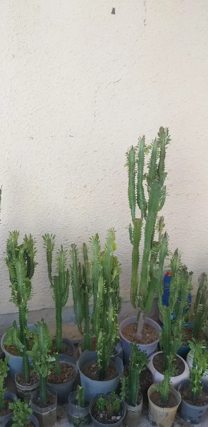 گل افوربیا وسانسوریا|گل و گیاه طبیعی|بوشهر, |دیوار