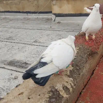 دمبی سیاه .خوشرنگ سرخ|پرنده|قزوین, |دیوار