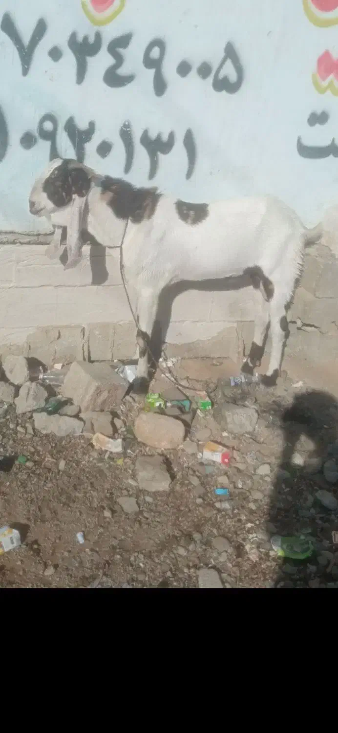 بزنر|حیوانات مزرعه|چابهار, |دیوار