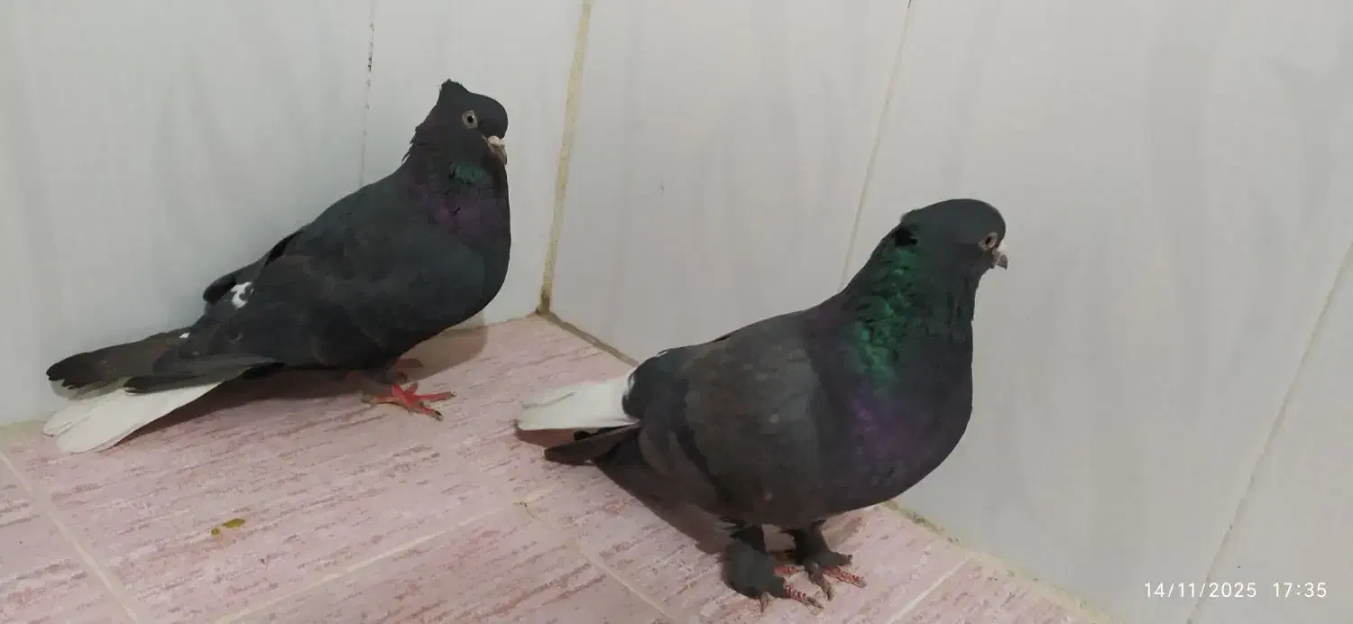 کبوتر|پرنده|مرودشت, مجد آباد|دیوار