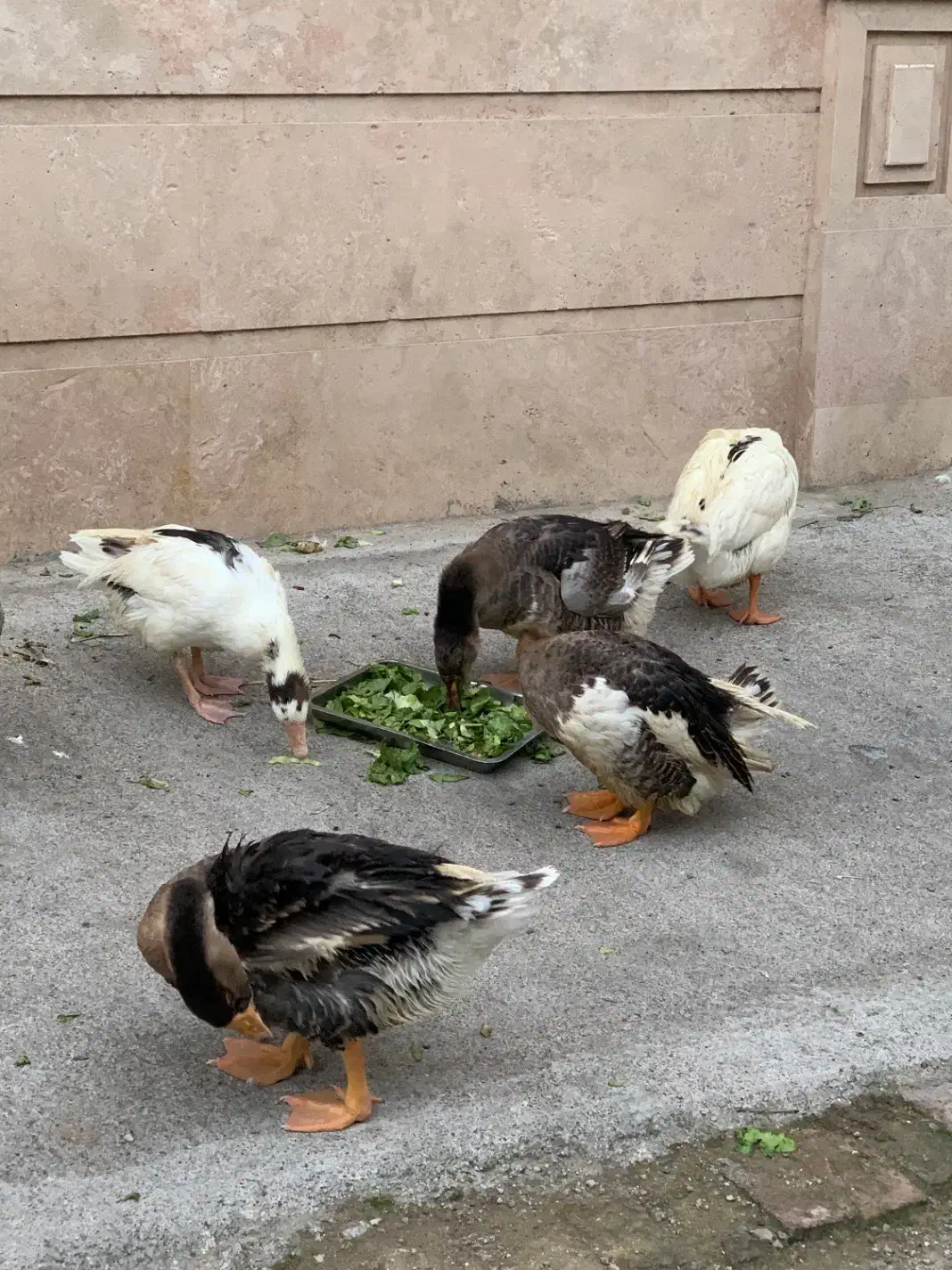 فروش۱۳ عدد غاز اکراینی، غوقاز و هوایی، در حال تخم|حیوانات مزرعه|ساری, |دیوار