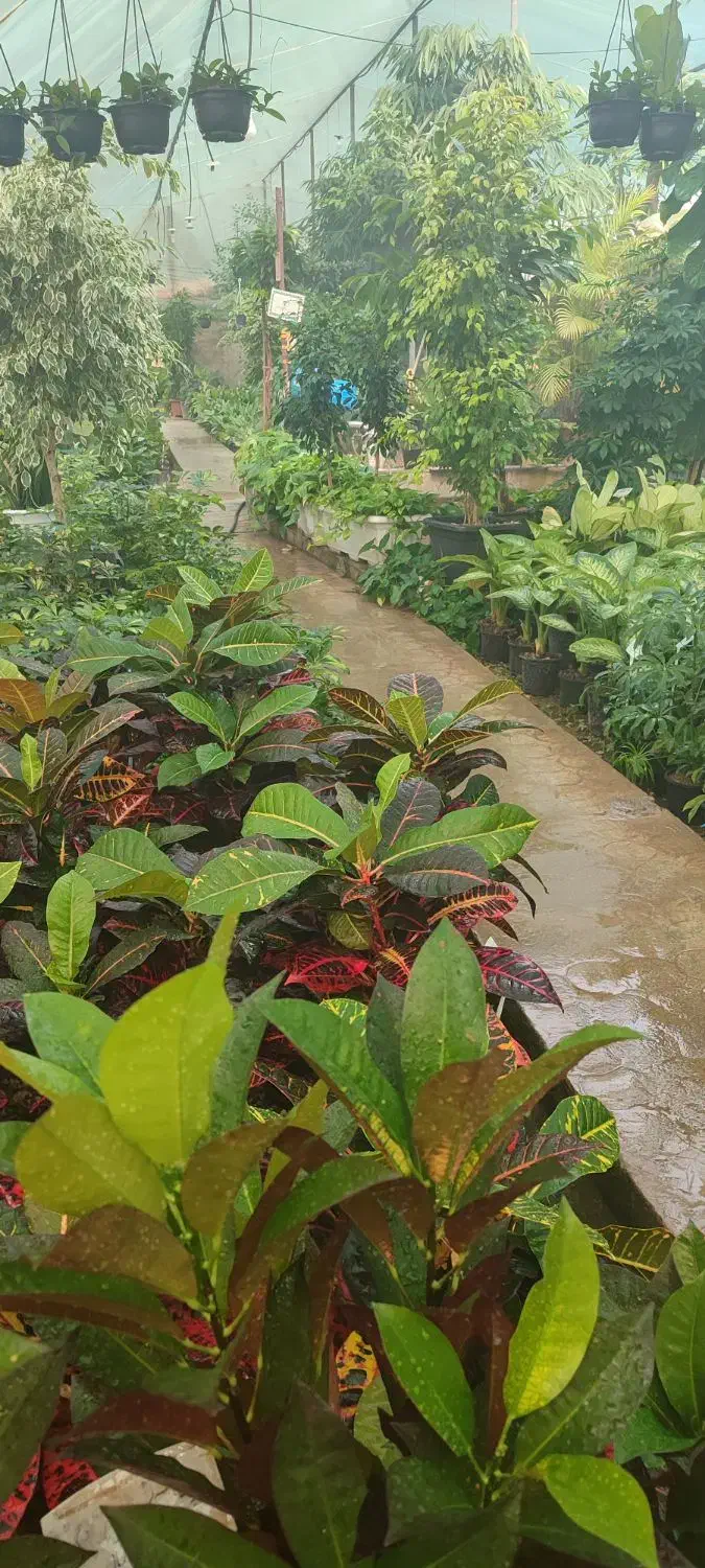 نیروی خانوم برای کار در گلخونه|استخدام خدمات فروشگاه و رستوران|نجف‌آباد, طالقانی|دیوار