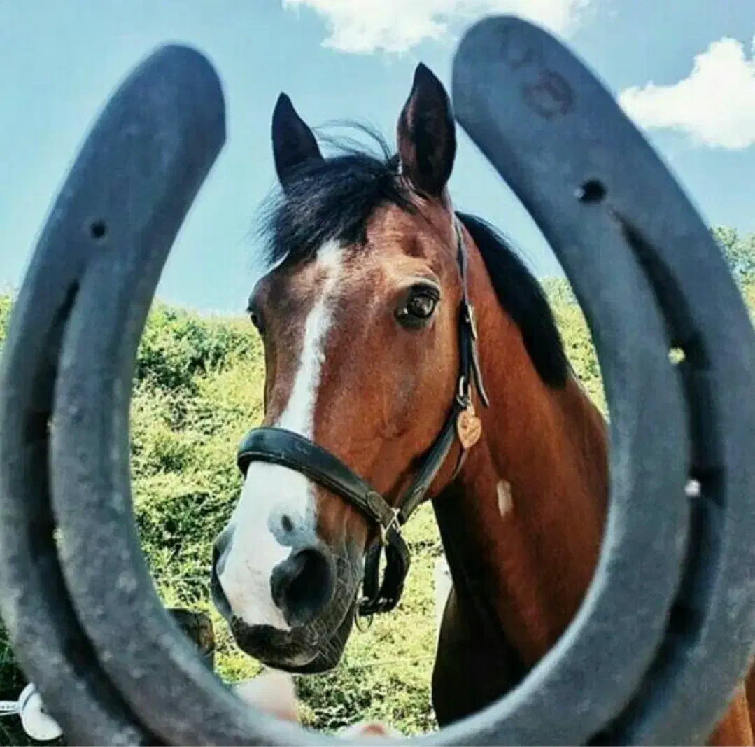 یک‌ عدد باکس اسب لوکیش عالی دسترسی محلی ناژوون|اسب و تجهیزات اسب‌سواری|اصفهان, بهار آزادی|دیوار