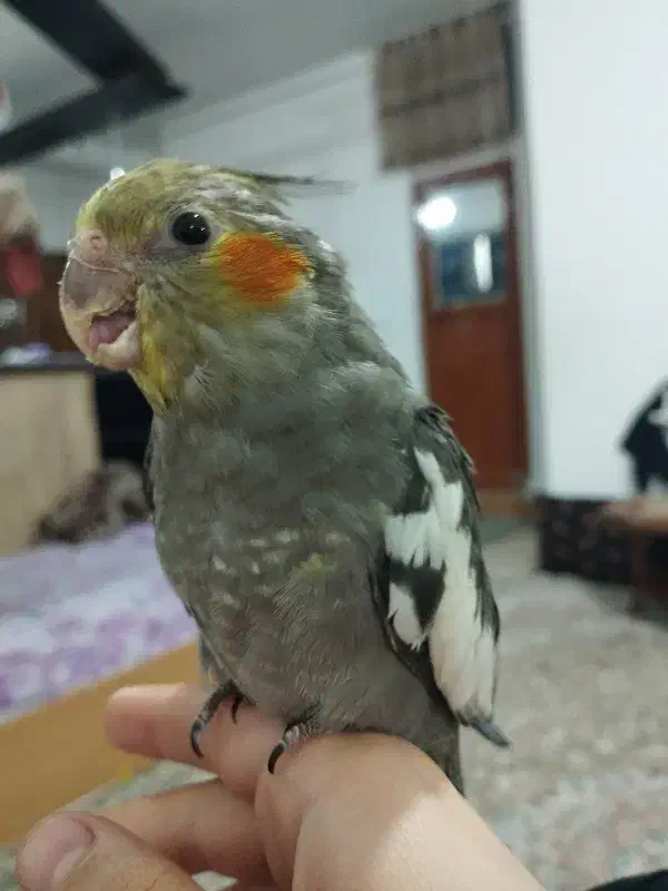 پرنده|پرنده|دلیجان, |دیوار