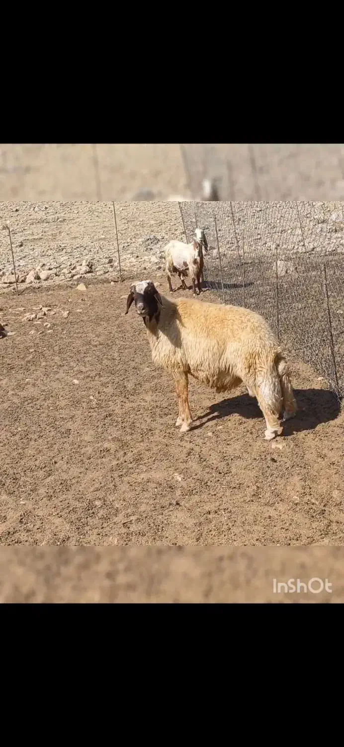 ورن سنجابی اصیل|حیوانات مزرعه|دالاهو, |دیوار