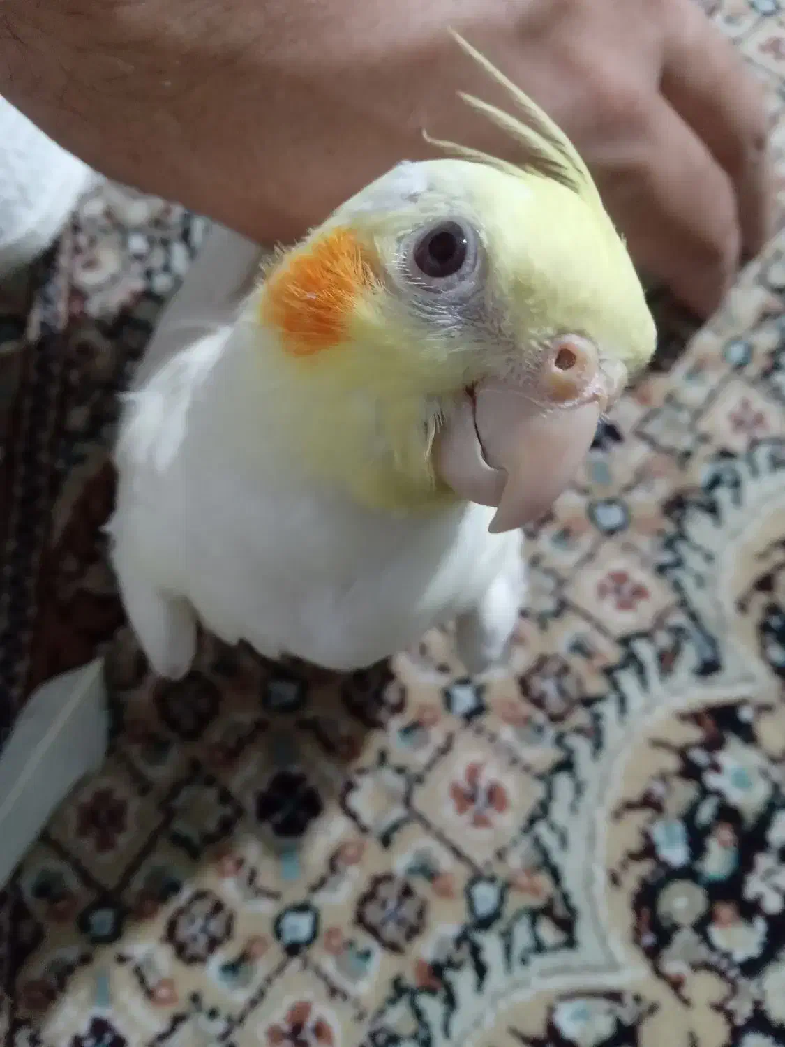 پرنده|پرنده|پردیس, فاز ۴|دیوار