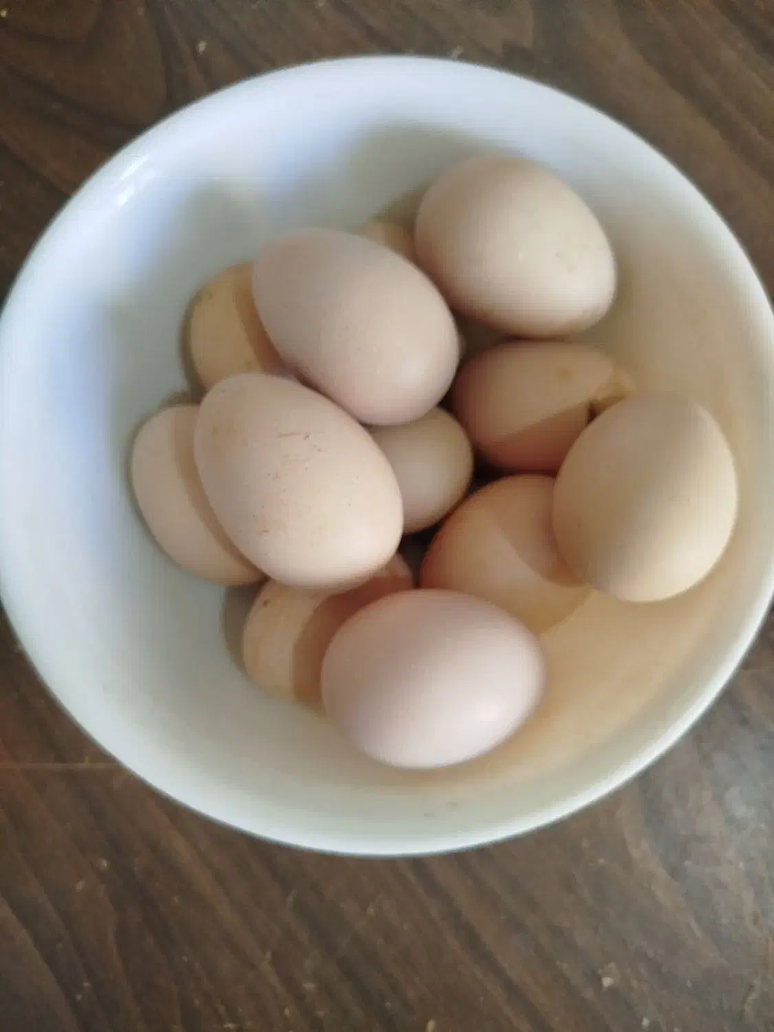 تخم مرغ|خوردنی و آشامیدنی|مهریز, |دیوار