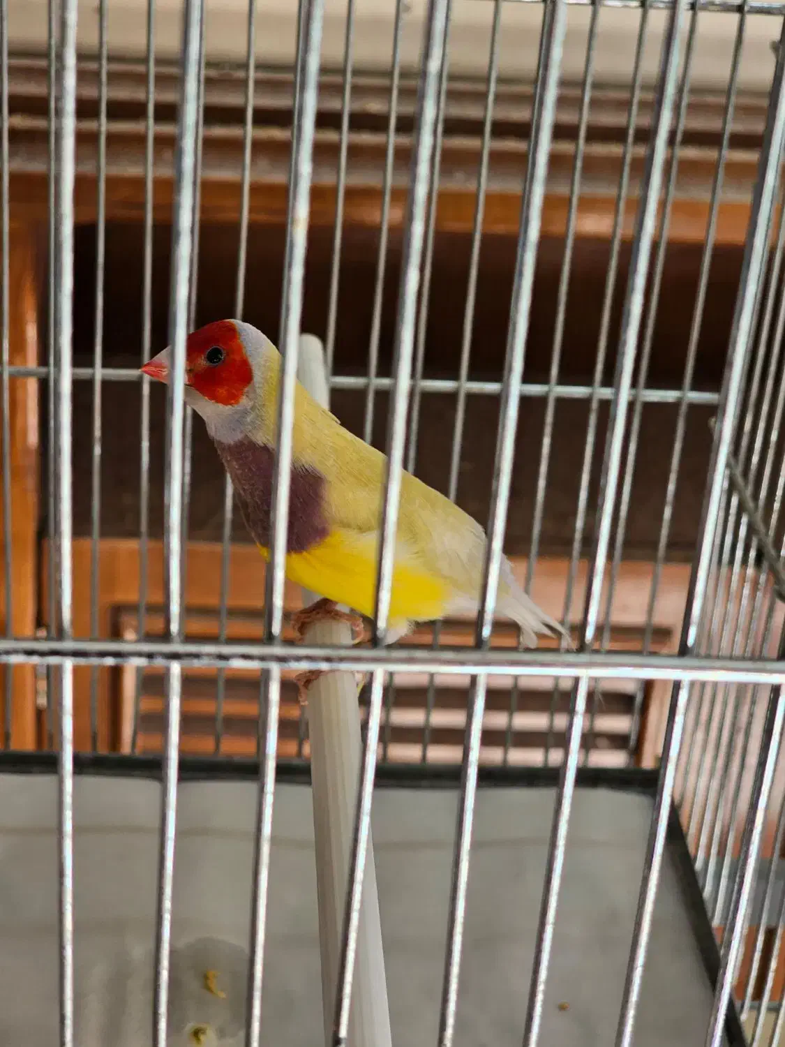 فنچ گلدین نرو و ماده|پرنده|تهران, دروازه شمیران|دیوار