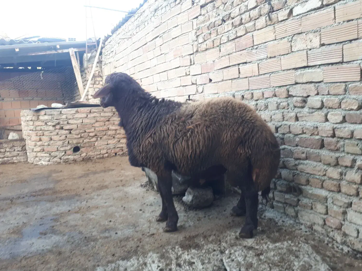 بره قوچ 15ماهه|حیوانات مزرعه|بندر گز, |دیوار