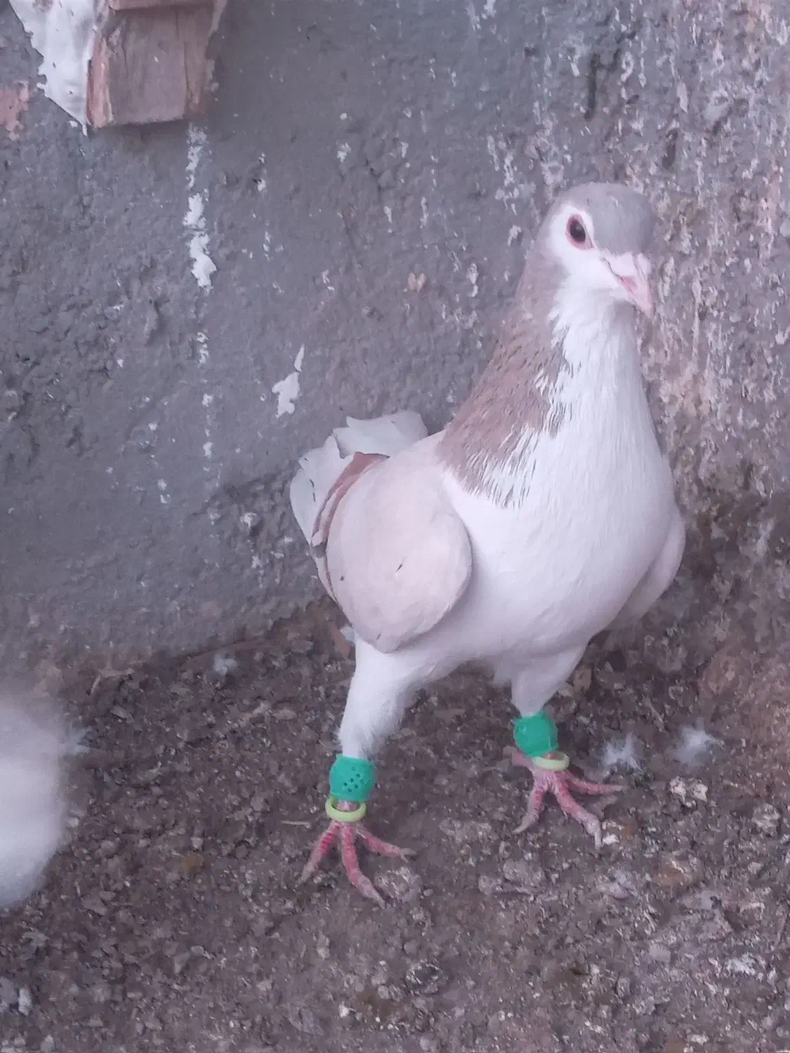 ساده هفت رنگ|پرنده|جوین, |دیوار