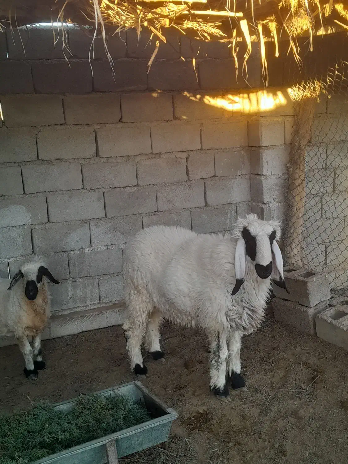 بره نر و یک میش چاق و چله|حیوانات مزرعه|زابل, |دیوار