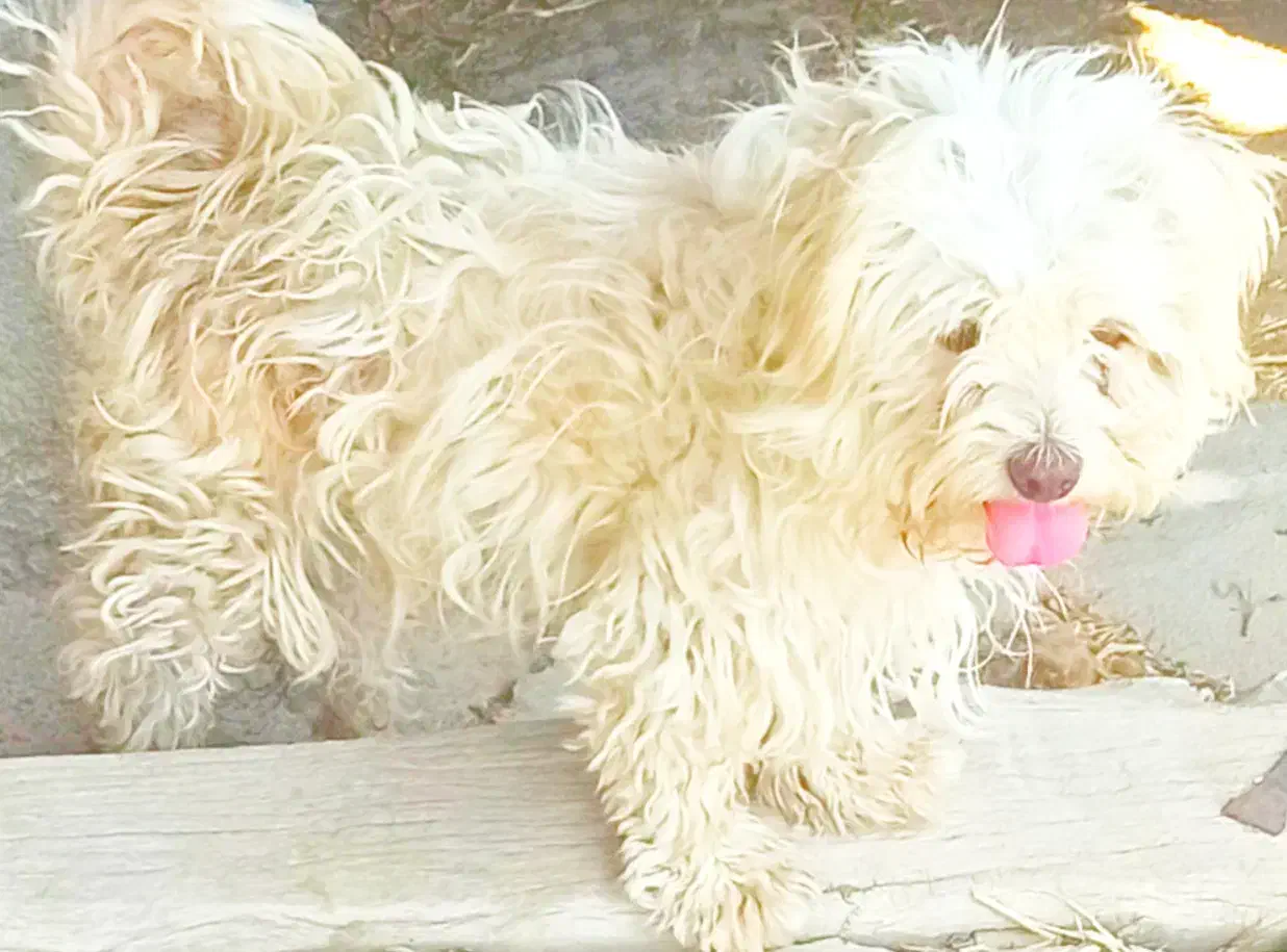 سگ شیتزو کوچک|سگ|مبارکه, |دیوار