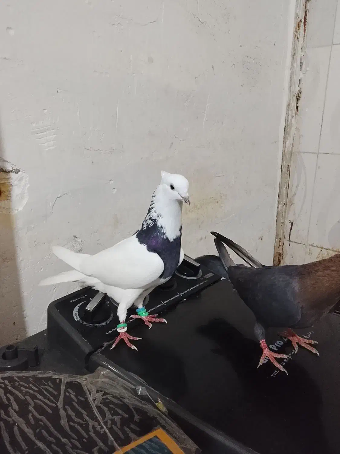 کبوترگمشده|حیوانات|بندر امام خمینی, |دیوار