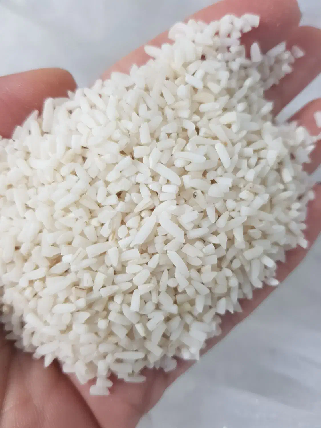 نیم دانه هاشمی محصول آستانه|خوردنی و آشامیدنی|رشت, منظریه|دیوار