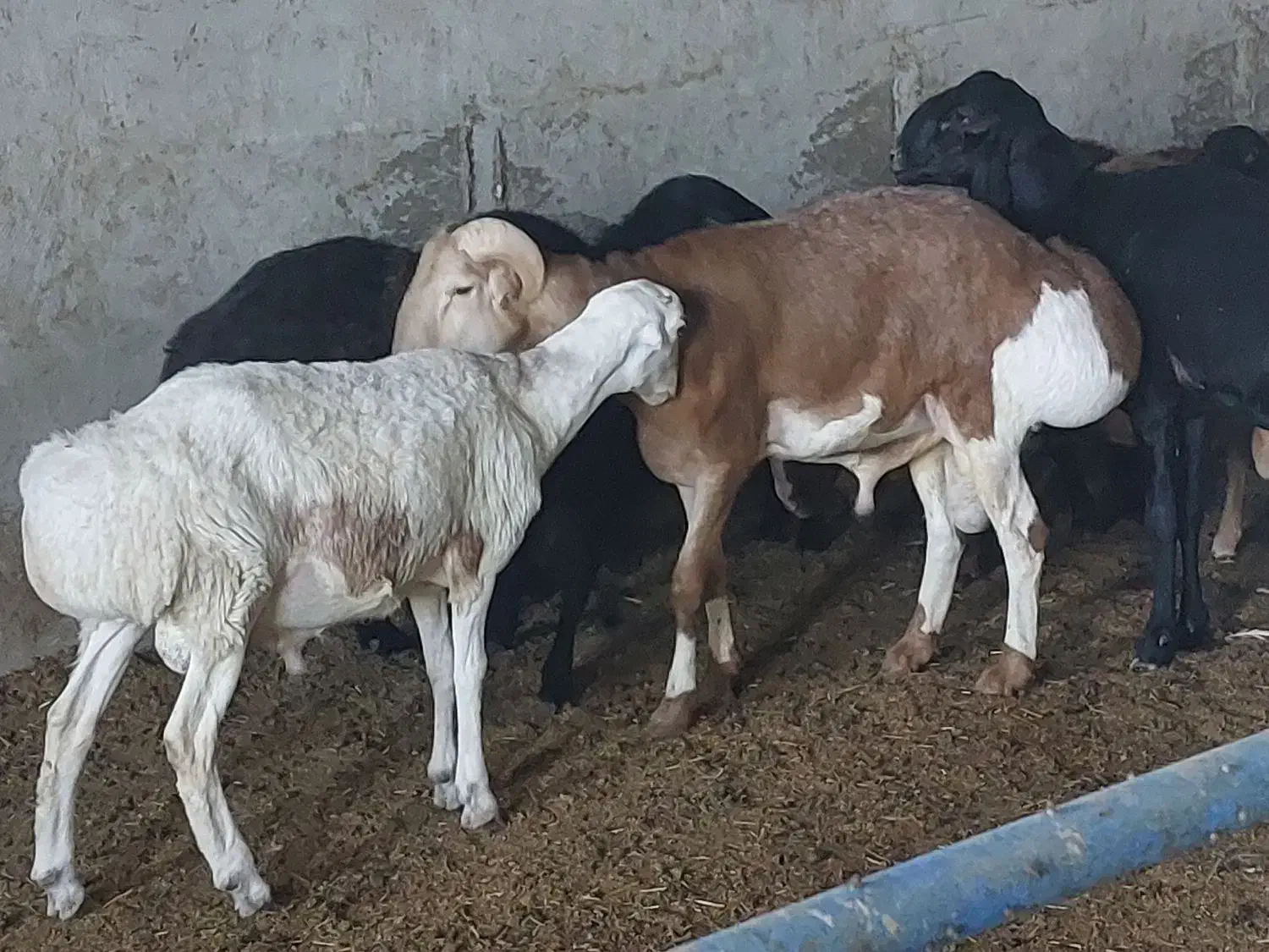 یک راس بره قوچ چینی قندوزی اصل|حیوانات مزرعه|یزد, |دیوار