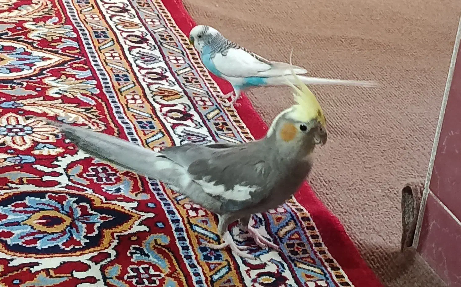 عروس هلندی ومرغ عشق|پرنده|ابهر, |دیوار