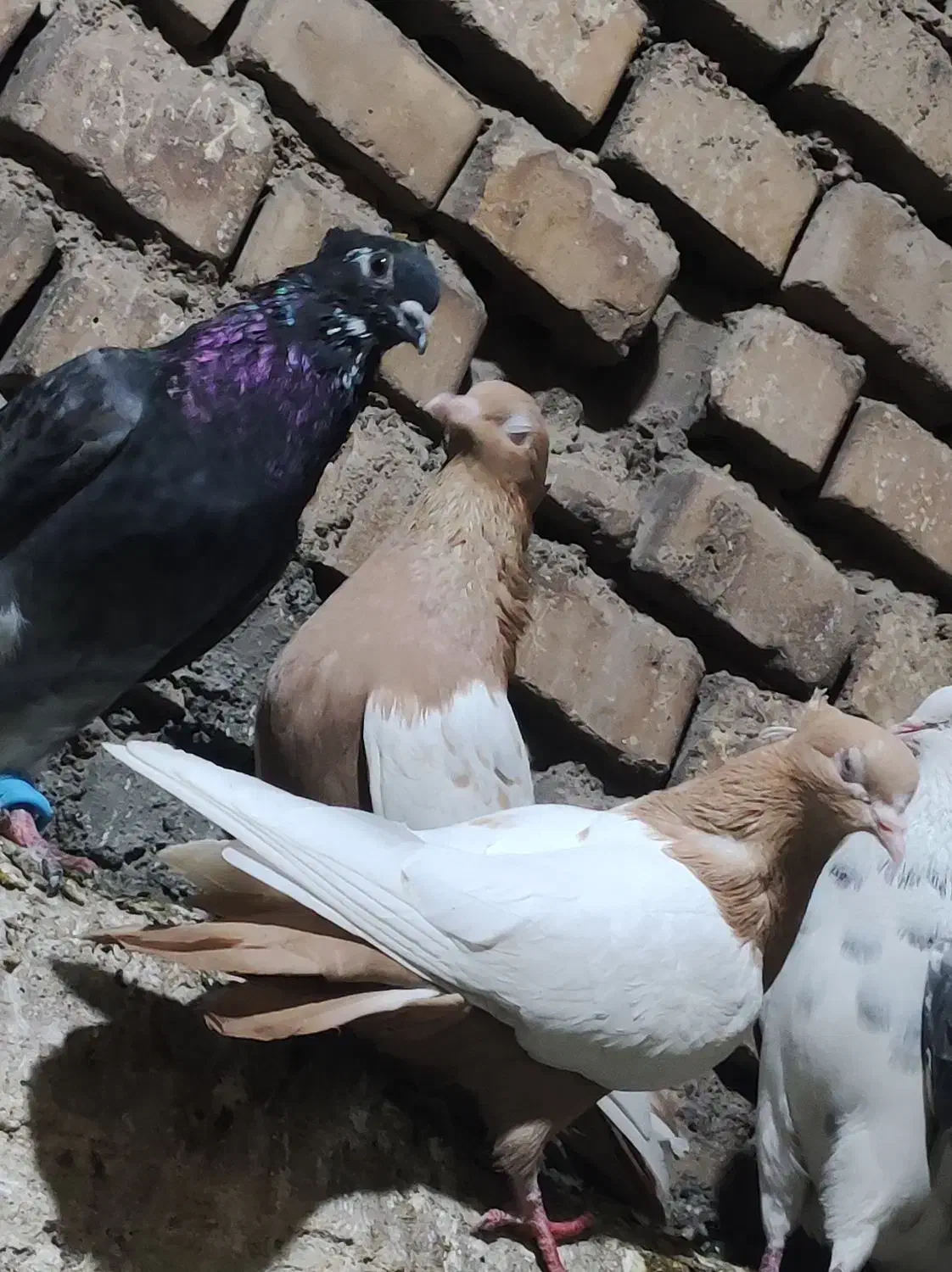 کبوتر رنگی و دو رگ|پرنده|اهواز, کوی ایثار|دیوار