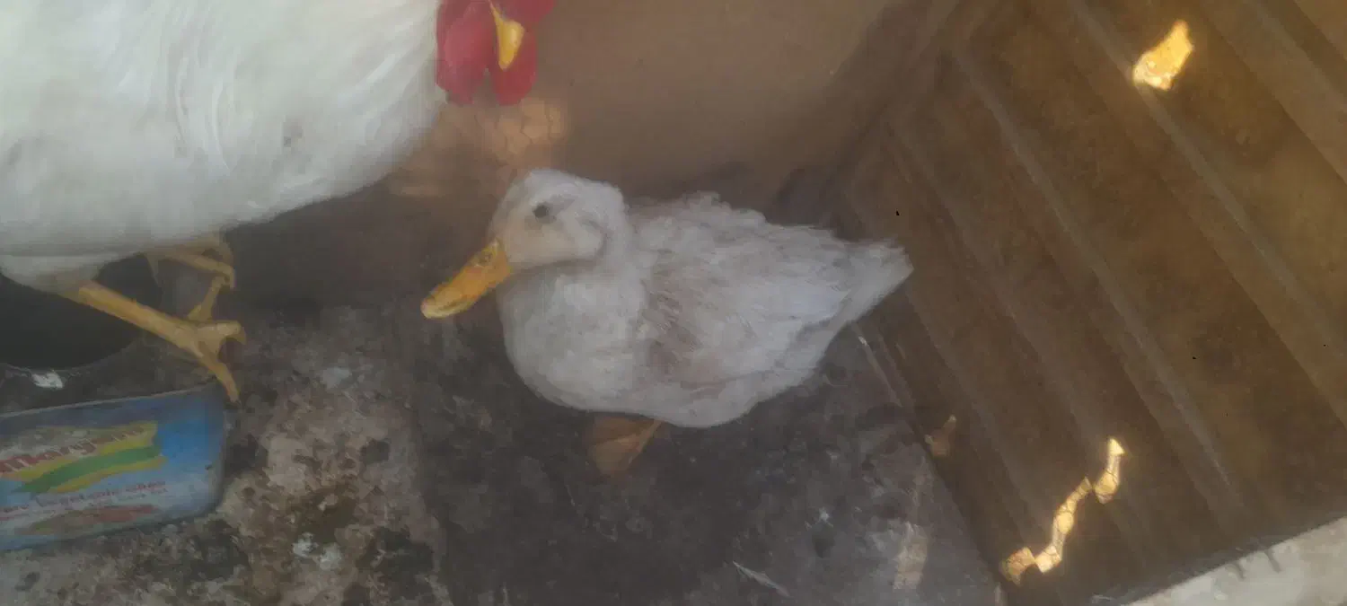 خروس اردک تخم گذار مرغ فروشی|حیوانات مزرعه|شاهرود, |دیوار