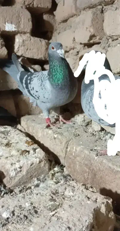 یک نر عطیقه پلاکی|پرنده|گناباد, |دیوار