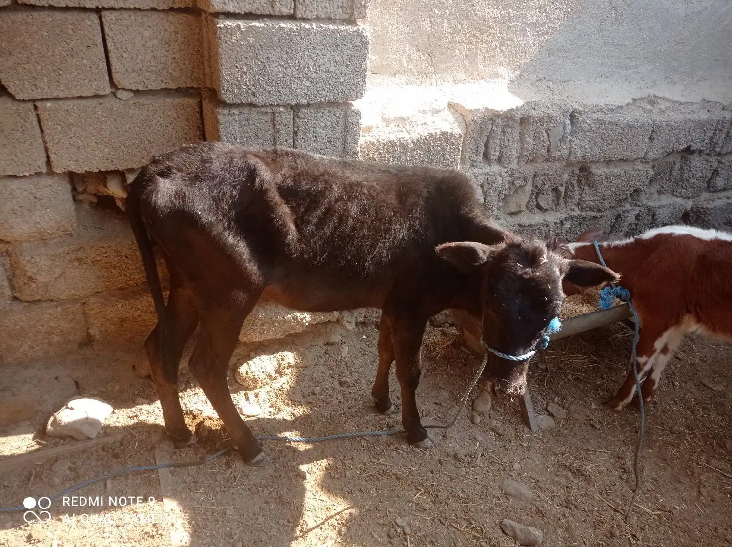 گاو وگوساله|حیوانات مزرعه|برازجان, |دیوار