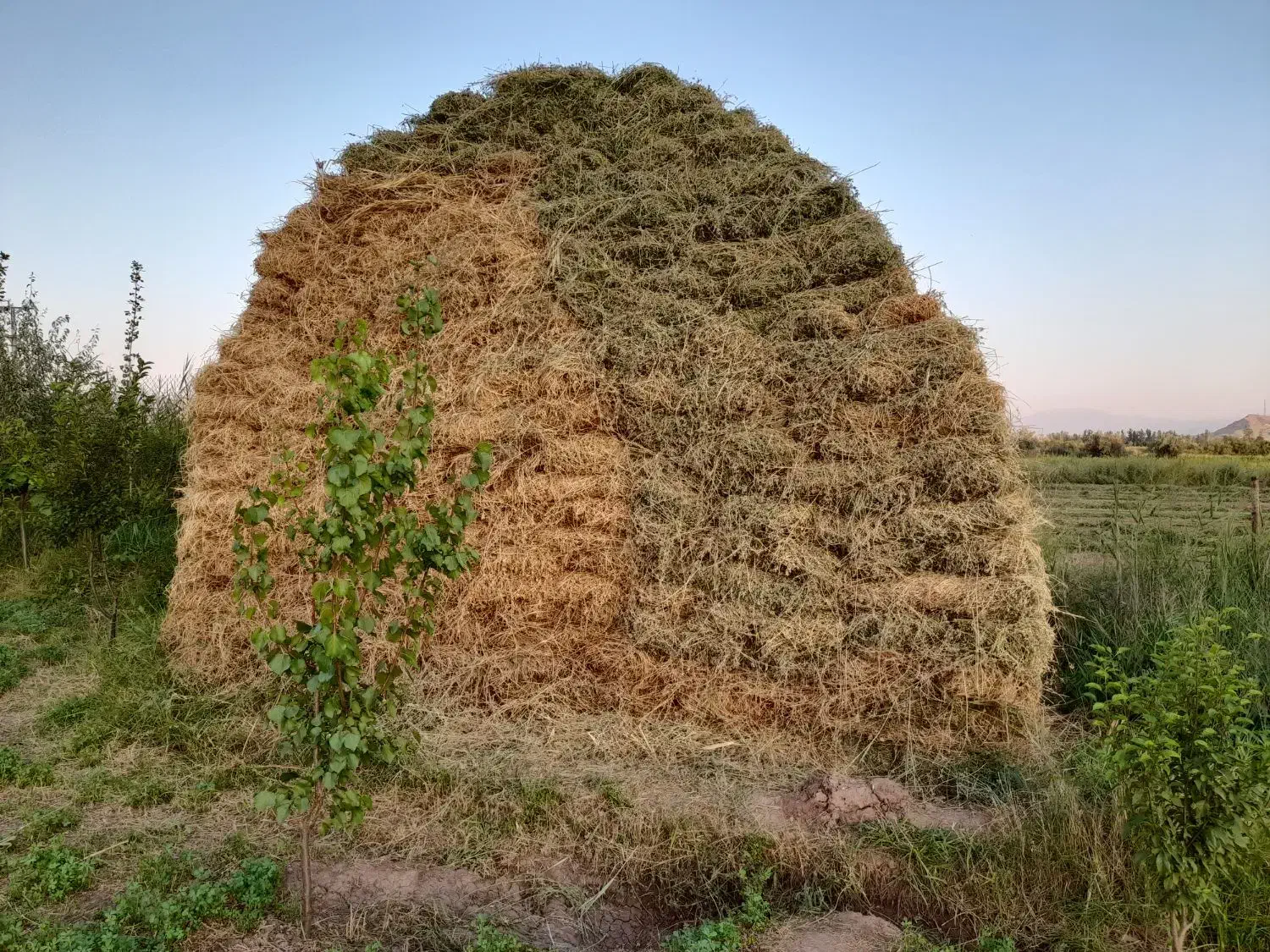 یونجه|لوازم جانبی حیوانات|خوی, |دیوار