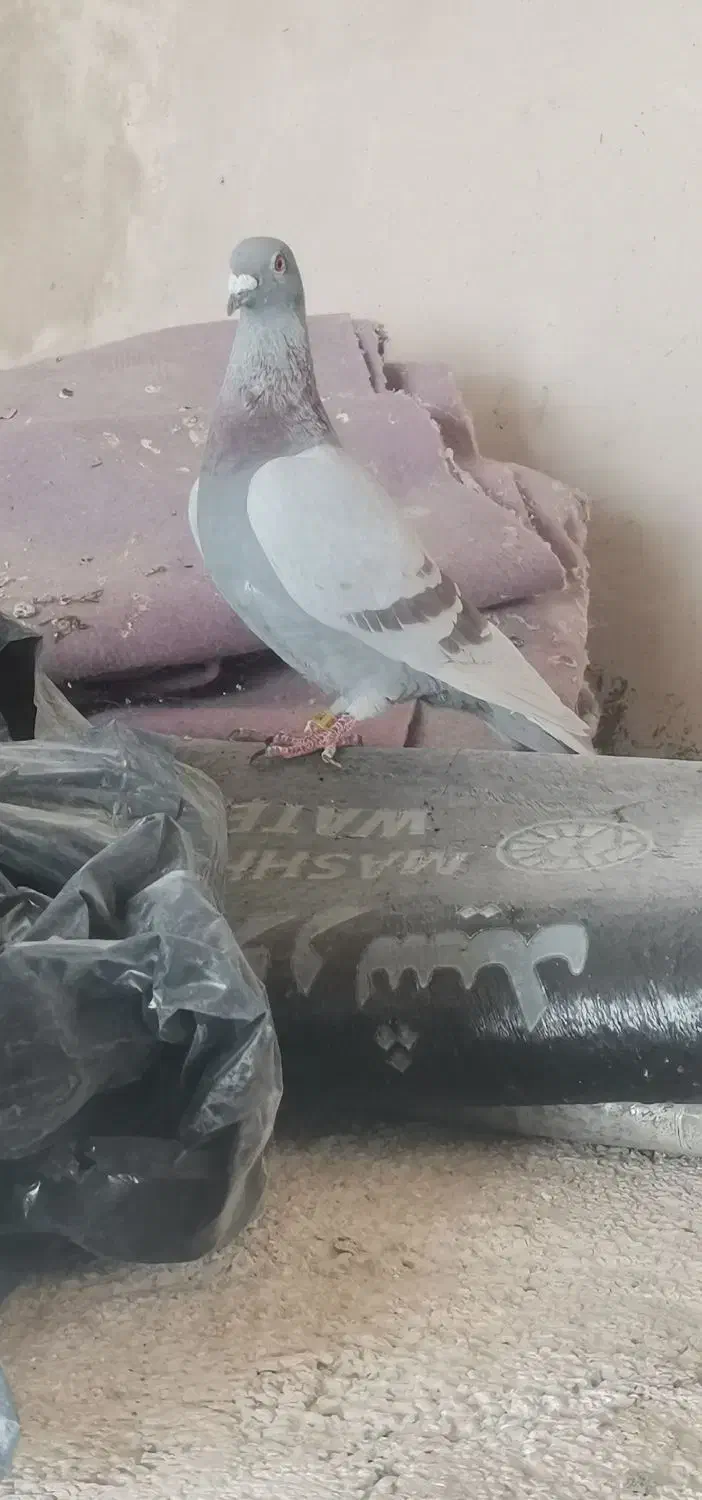 کفتر|پرنده|فیروزآباد (فارس), |دیوار