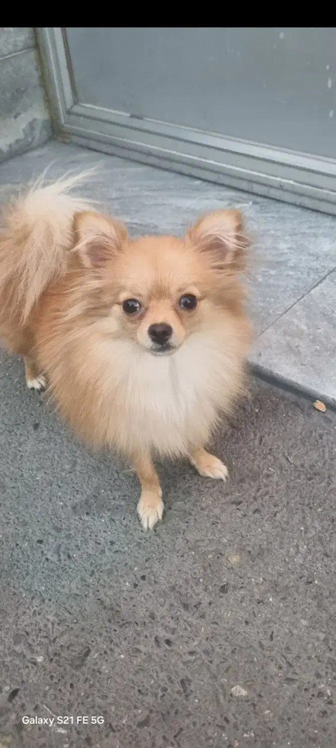 این سگ اسمش تی تی و سرقت شده|حیوانات|تهران, مظاهری|دیوار