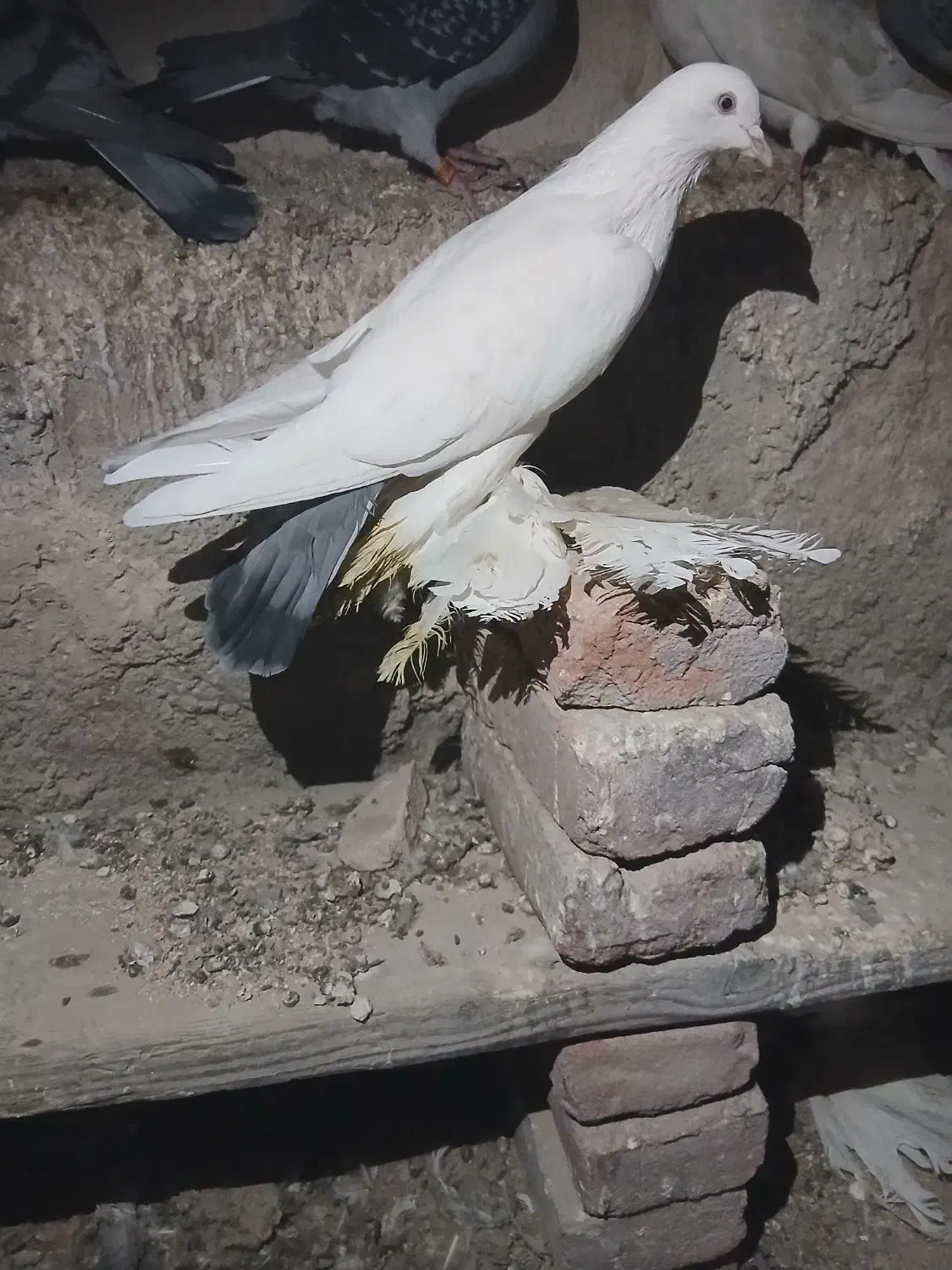 کبوتر توهلو|پرنده|آذرشهر, |دیوار